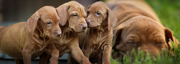 The breeding of Hungarian Pointers