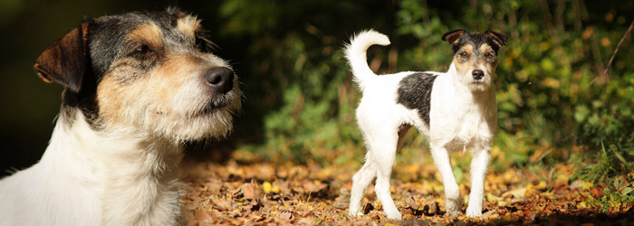 The breeding of Parson Russell Terrier