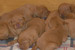 Puppies: The litter A