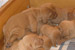 Puppies: The litter A