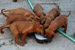 Puppies: The litter A