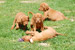 Puppies: The litter B