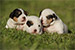 Puppies: The litter B