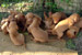 Puppies: The litter C