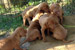 Puppies: The litter C