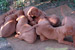 Puppies: The litter C