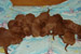 Puppies: The litter C