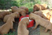 Puppies: The litter C
