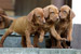 Puppies: The litter E