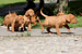 Puppies: The litter E