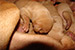 Puppies: The litter J