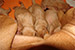 Puppies: The litter J