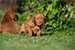 Puppies: The litter K