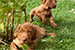 Puppies: The litter L