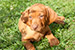 Puppies: The litter L