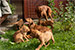 Puppies: The litter L