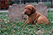 Puppies: The litter M