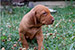 Puppies: The litter M