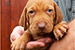 Puppies: The litter M