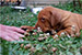 Puppies: The litter M