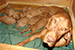 Puppies: The litter O