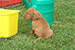 Puppies: The litter O