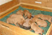 Puppies: The litter O