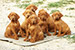 Puppies: The litter T