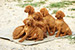 Puppies: The litter T