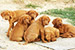 Puppies: The litter T