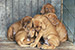 Puppies: The litter U