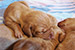 Puppies: The litter A